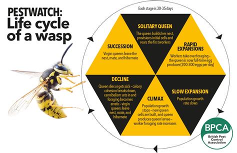 Wasps Life Cycle Wasp Sting Symptoms And Treatment Life Cycle Of A Wasp - Life Cycle Of A Wasp