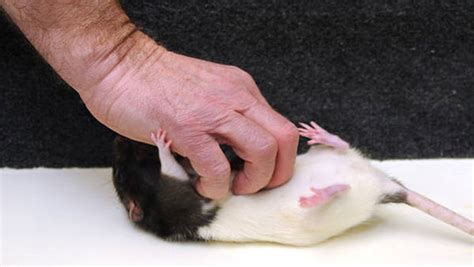 Watch These Ticklish Rats Laugh And Jump For Tickle Science - Tickle Science