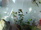 Water Bear Sunhaven