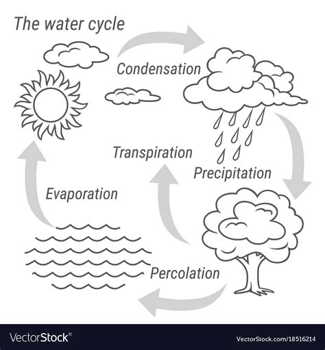 Water Cycle Black And White Vector Image On Preschool Weather Worksheet - Preschool Weather Worksheet
