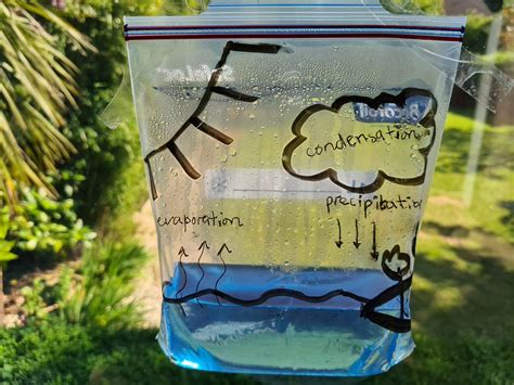 Water Cycle In A Bag Condensation Experiment Science Water Cycle In A Bag Worksheet - Water Cycle In A Bag Worksheet