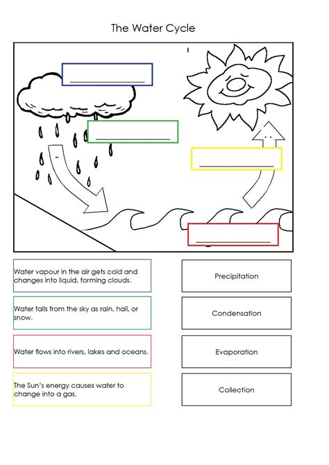 Water Cycle Worksheet For Kids Printable Worksheet Template Water Cycle Printable Worksheet - Water Cycle Printable Worksheet