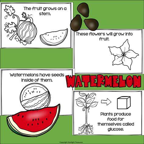 watermelon a novel readers stuffz