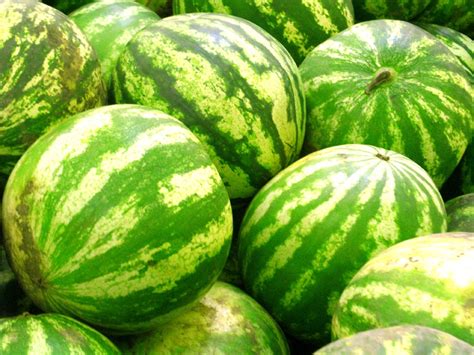 watermelon stock photo