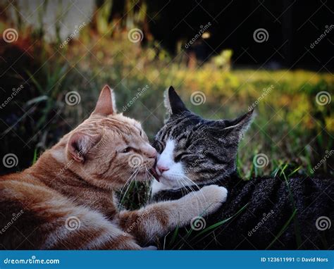 way to describe kissing cats images clipart
