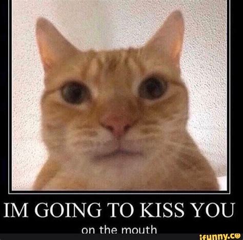 way to describe kissing cats images funny