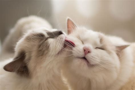 way to describe kissing cats images funny