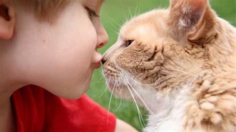 way to describe kissing cats images photos