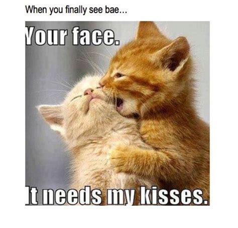 way to describe kissing cats meme