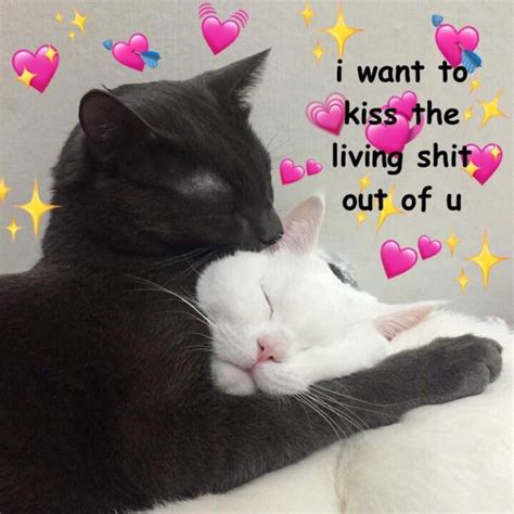 way to describe kissing cats meme