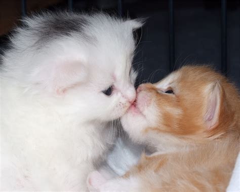 way to describe kissing cats pictures free
