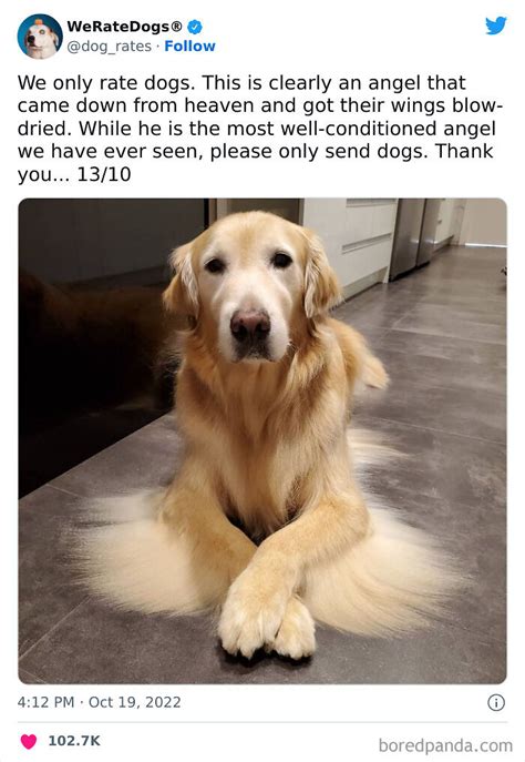 We Rate Dogs