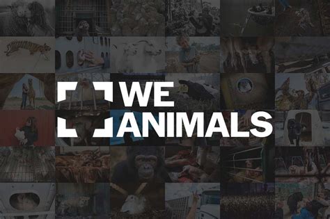 We The Animals
