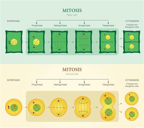 Web Exploration Mitosis