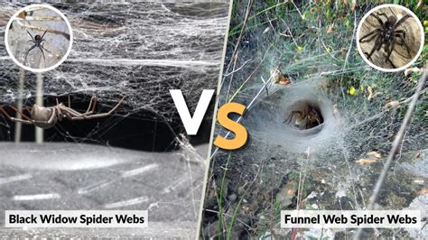 Web Of The Black Widow