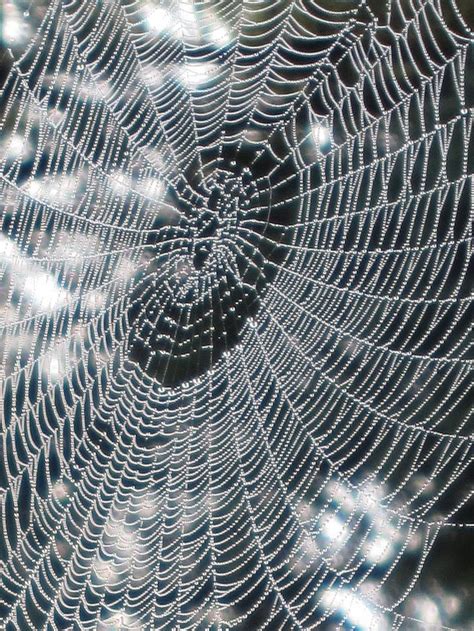 Webs