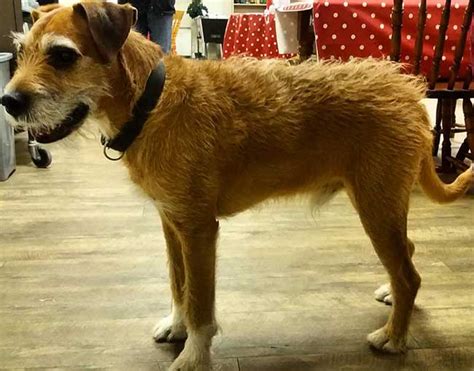 Wee Ginger Dug