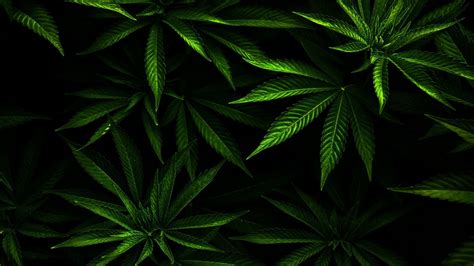 Weed Wallpaper Royalty Free Images Shutterstock Weed Wallpaper - Weed Wallpaper