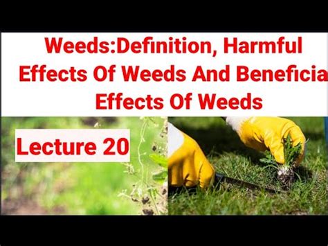 Weeds Harmful Effects