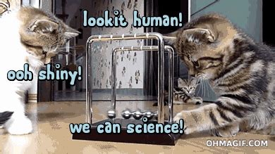 Weekend Science Fun Cat Science 2 8211 Growing Cat Science Experiments - Cat Science Experiments