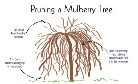 Weeping Mulberry Tree Pruning