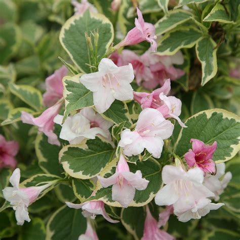 weigela florida