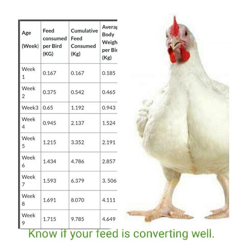 Weight Of An Average Chicken Breast