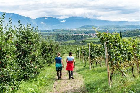 weinreise italien auto