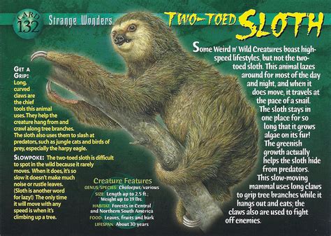 weird n wild creatures sloth ozxf