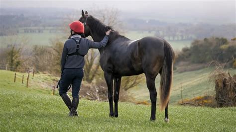 welcome to linehan bloodstock