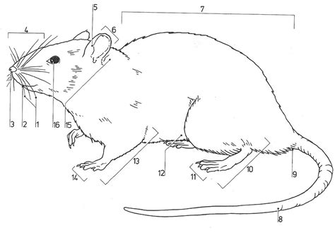 Well Label Rat