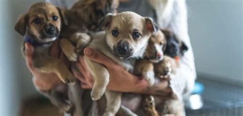 welpen adoptieren hamburg