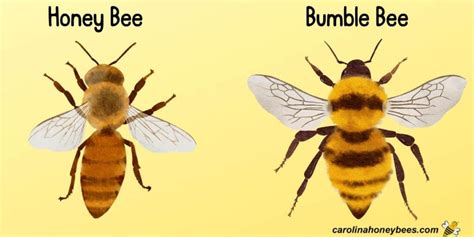 Were Any Of The Bee Gee Brothers Gay