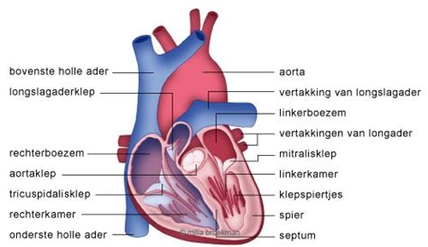 werking hart