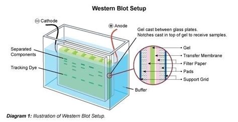 Western Blot Immunoblot