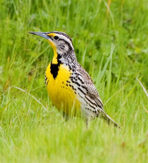 Western Meadowlark Bird