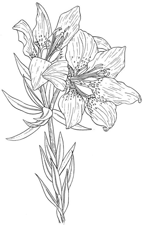 Western Red Lily Coloring Page Creativetherapytools Color Red Coloring Pages - Color Red Coloring Pages