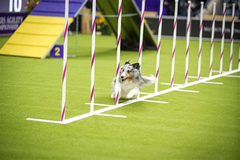 westminster dog show obstacle course