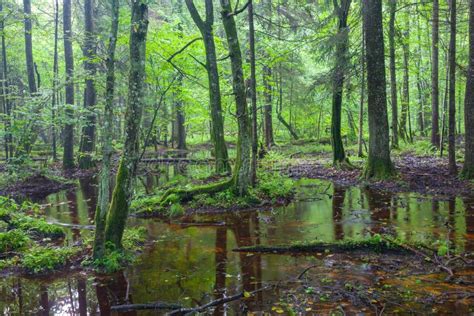 Wet Deciduous Forest