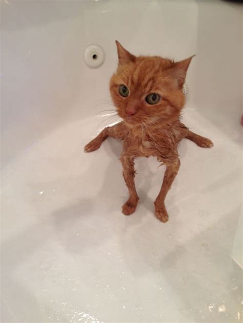 Wet kitty mega