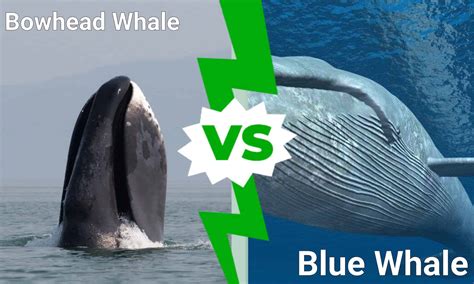 Whale Vs