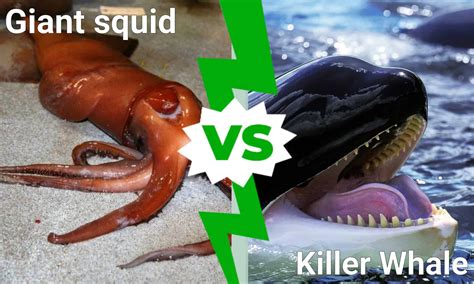 Whale Vs Giant Squid