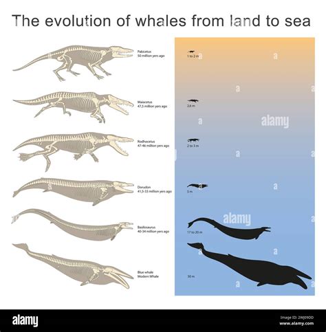 Whale Years