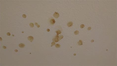 What Are All The Yellow Spots On My Bathroom Ceiling?