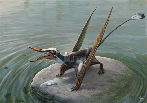 what landscape did the rhamphorhynchus live in?