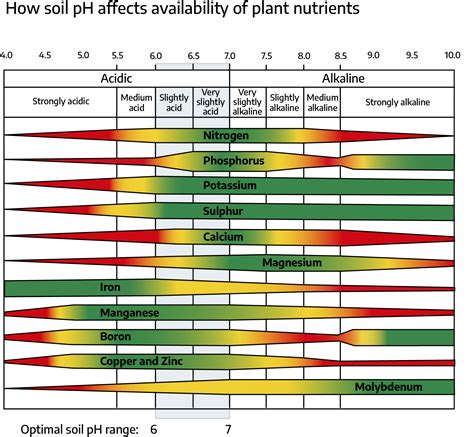 What Affects A Nutrients Bioavilbilty