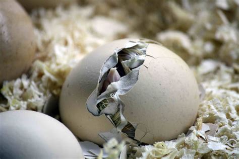 What Animal Hatches From An Egg Sage Answers Animal Hatched From Egg - Animal Hatched From Egg