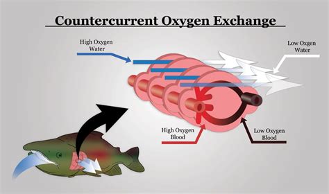 What Animals Use Concurrent Gas Exchange