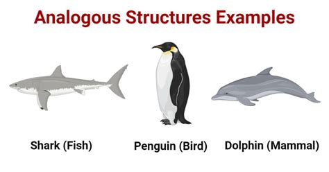 What Are Analogous Structures