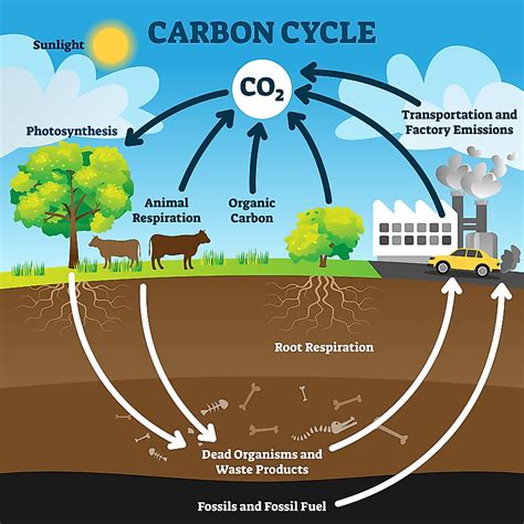 What Are Carbon Sinks Overview Types Impact Treehugger Science Sinks - Science Sinks